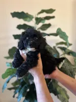 midnight , a male Poodle - Miniature  for sale in Dallas, TX – Photo 3 of 3