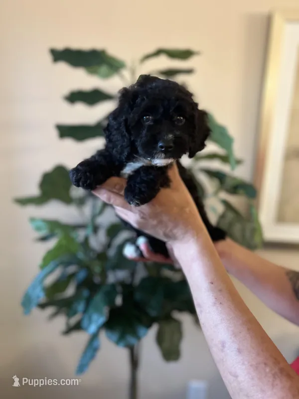 midnight , a male Poodle - Miniature  for sale in Dallas, TX – Photo 1 of 3