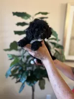 midnight , a male Poodle - Miniature  for sale in Dallas, TX – Photo 1 of 3