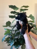 midnight , a male Poodle - Miniature  for sale in Dallas, TX – Photo 2 of 3