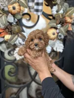 Oliver , a male Cavapoo for sale in Dallas, TX – 3 of 3