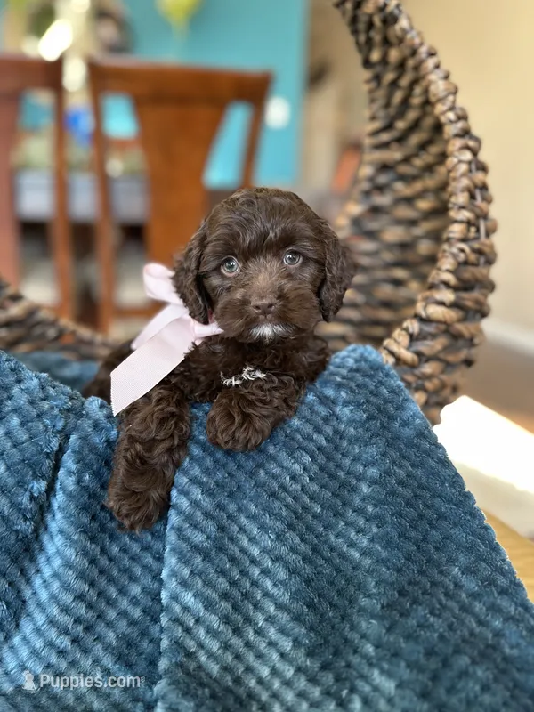 Bella – Cockapoo puppy for sale in Dallas, TX