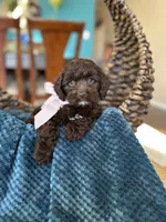 Bella, a female Cockapoo for sale in Dallas, TX – 1 of 3