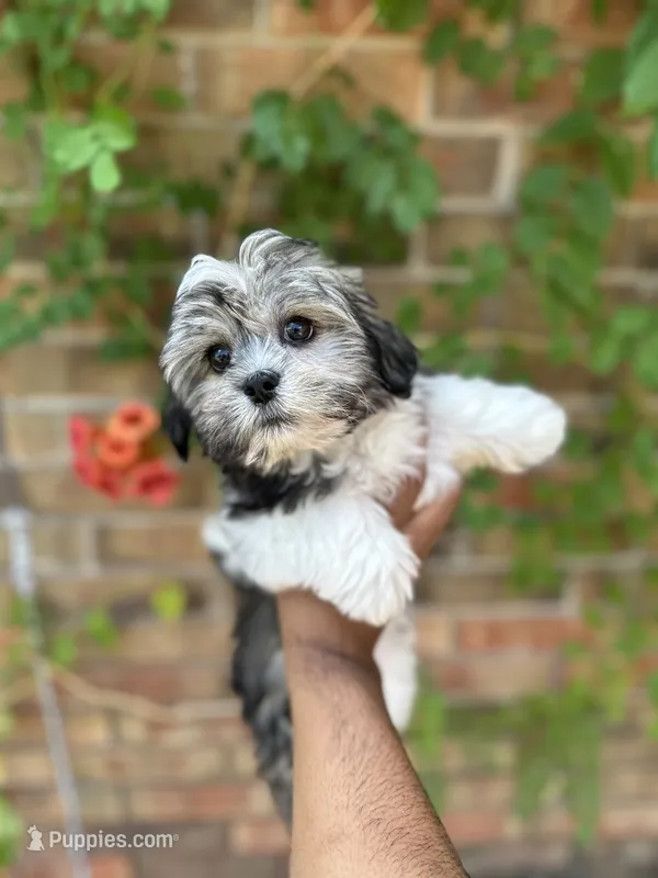 Susan  – Shihpoo puppy for sale in Dallas, TX