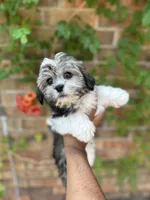 Susan , a female Shihpoo for sale in Dallas, TX – 1 of 3