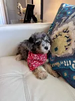 Chester , a male Poodle - Miniature  for sale in Dallas, TX – 3 of 3