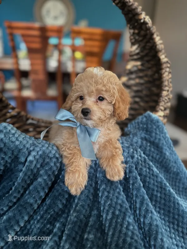 Tom – Maltipoo puppy for sale in Dallas, TX