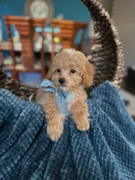 Tom, a male Maltipoo for sale in Dallas, TX – 1 of 3