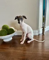 Lucy, a female Italian Greyhound for sale in Dallas, TX – 2 of 4