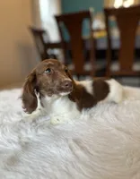 Dexter , a male Miniature Dachshund for sale in Dallas, TX – Photo 1 of 3