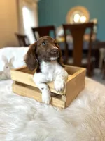 Dexter , a male Miniature Dachshund for sale in Dallas, TX – Photo 2 of 3