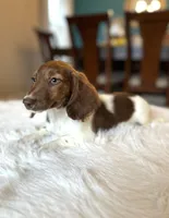 Dexter , a male Miniature Dachshund for sale in Dallas, TX – Photo 3 of 3