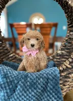 Soffi, a female Poodle - Miniature  for sale in Dallas, TX – 3 of 3