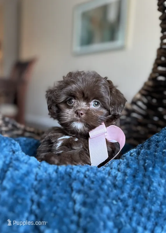 Dixie – Shih Tzu puppy for sale in Dallas, TX