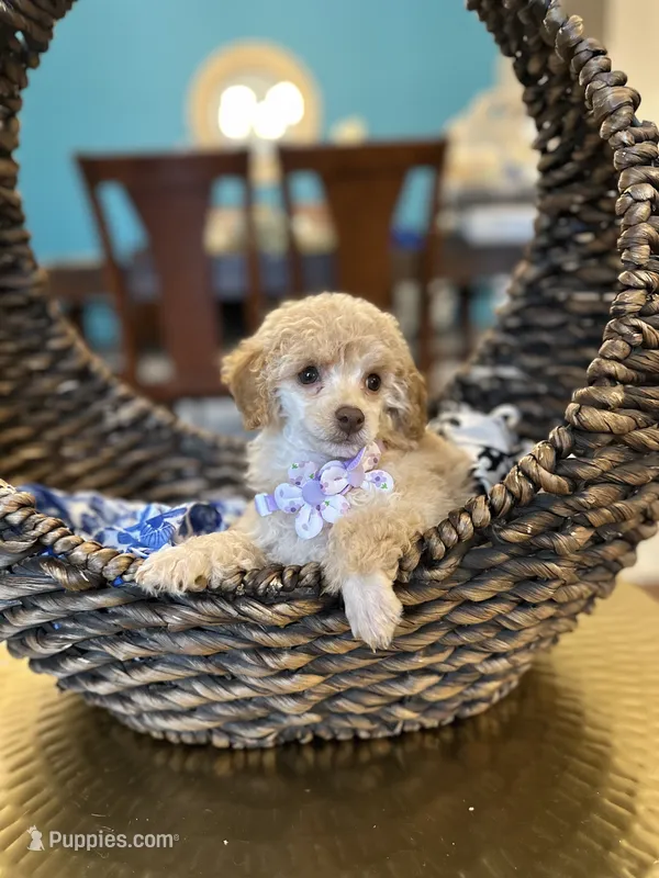Issabela  – Poodle - Toy  puppy for sale in Dallas, TX