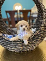 Issabela , a female Poodle - Toy  for sale in Dallas, TX – 1 of 3