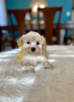 Tom , a male Maltipoo for sale in Dallas, TX – 3 of 3