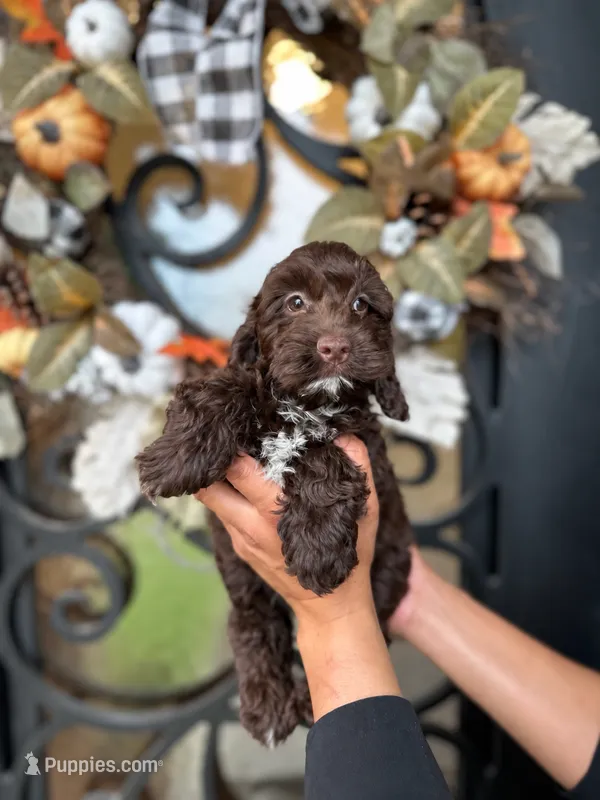Duke, a male Cockapoo for sale in Dallas, TX – 1 of 3