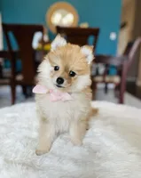Arya , a female Pomeranian for sale in Dallas, TX – 3 of 3