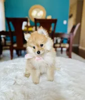 Arya , a female Pomeranian for sale in Dallas, TX – 2 of 3