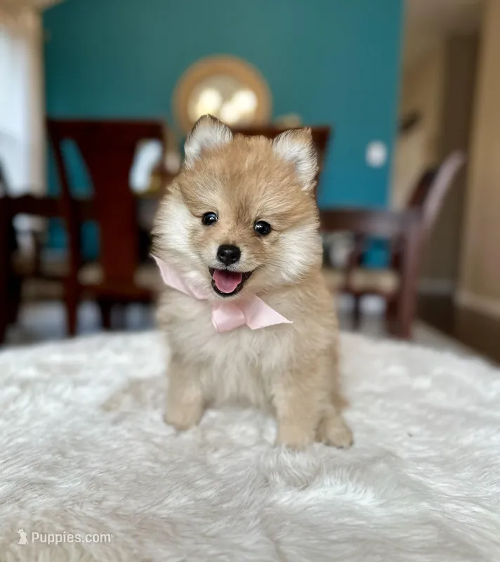 Arya  – Pomeranian puppy for sale in Dallas, TX