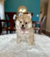 Arya , a female Pomeranian for sale in Dallas, TX – 1 of 3