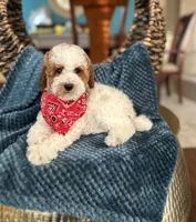 Max, a male Poodle - Miniature  for sale in Dallas, TX – 3 of 3