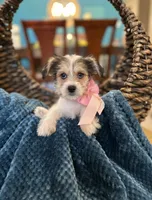 Zoe , a female Yorkipoo for sale in Dallas, TX – 2 of 3
