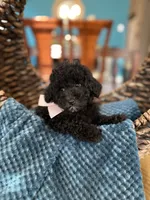 Coco, a female Poodle - Toy  for sale in Dallas, TX – 2 of 3