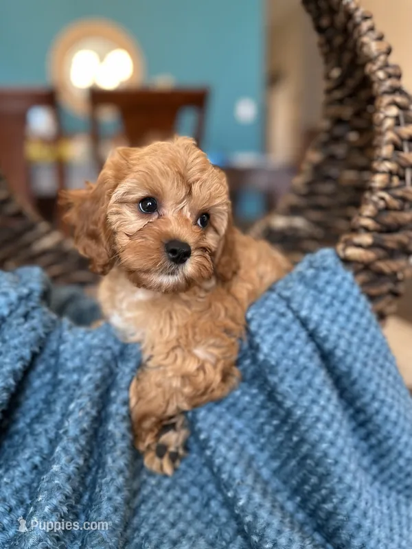 Molly  – Cavapoo puppy for sale in Dallas, TX