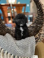 Midnight , a male Poodle - Toy  for sale in Dallas, TX – 1 of 3