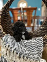 Midnight , a male Poodle - Toy  for sale in Dallas, TX – 3 of 3