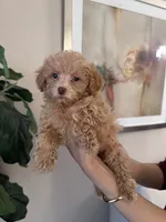 Milo, a male Poodle - Toy  for sale in Dallas, TX – 2 of 3
