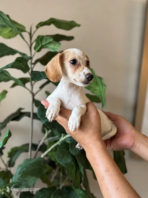 Jack – Miniature Dachshund puppy for sale in Dallas, TX