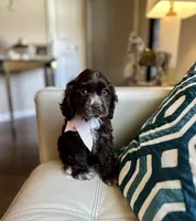 Molly AKC, a female Cocker Spaniel for sale in Dallas, TX – 4 of 4