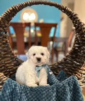 Bentley , a male Havachon for sale in Dallas, TX – 3 of 3