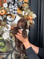 Duke, a male Cockapoo for sale in Dallas, TX – 3 of 3