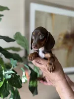 Trixie, a female Miniature Dachshund for sale in Dallas, TX – 3 of 3