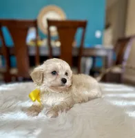 Tom , a male Maltipoo for sale in Dallas, TX – 2 of 3