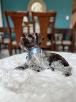 Truffle , a male Miniature Schnauzer for sale in Dallas, TX – Photo 2 of 3