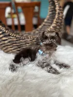 Truffle , a male Miniature Schnauzer for sale in Dallas, TX – Photo 3 of 3