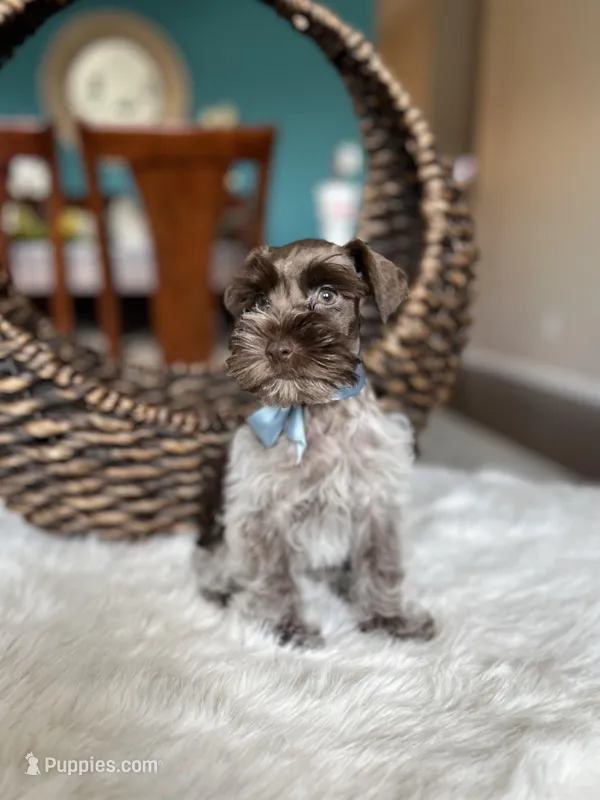 Truffle , a male Miniature Schnauzer for sale in Dallas, TX – Photo 1 of 3