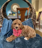 Milo , a male Poodle - Miniature  for sale in Dallas, TX – 3 of 3