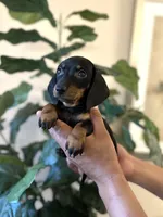 Sadie, a female Miniature Dachshund for sale in Dallas, TX – 2 of 3