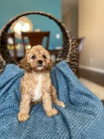 Molly , a female Cavapoo for sale in Dallas, TX – 3 of 3