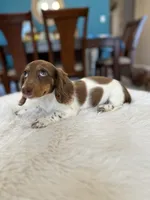 Roxxy , a female Miniature Dachshund for sale in Dallas, TX – 2 of 3