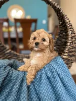 Molly , a female Cavapoo for sale in Dallas, TX – 2 of 3