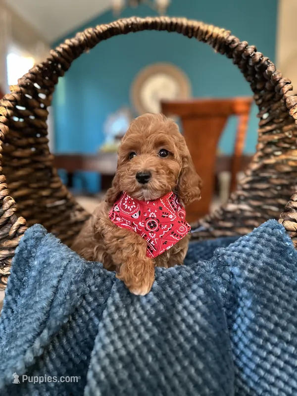 Milo  – Poodle - Miniature  puppy for sale in Dallas, TX