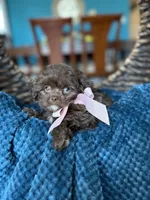 Dixie, a female Shih Tzu for sale in Dallas, TX – 3 of 3