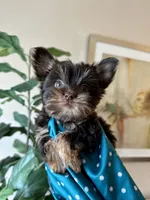 Brownie , a male Yorkshire Terrier for sale in Dallas, TX – 2 of 3